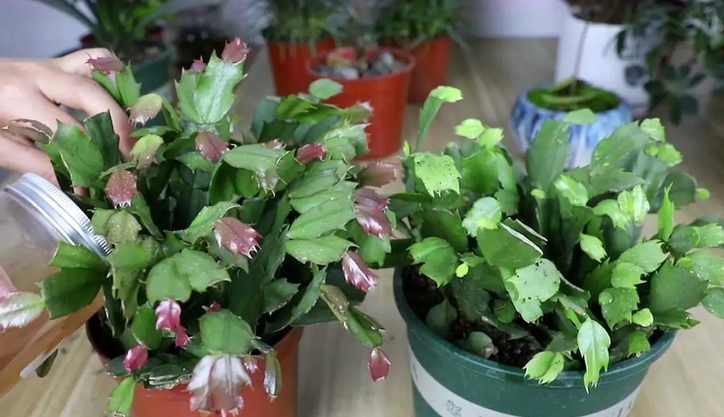 蟹爪兰叶子发软怎么解决,新买的蟹爪兰叶子发软可以捏下吗