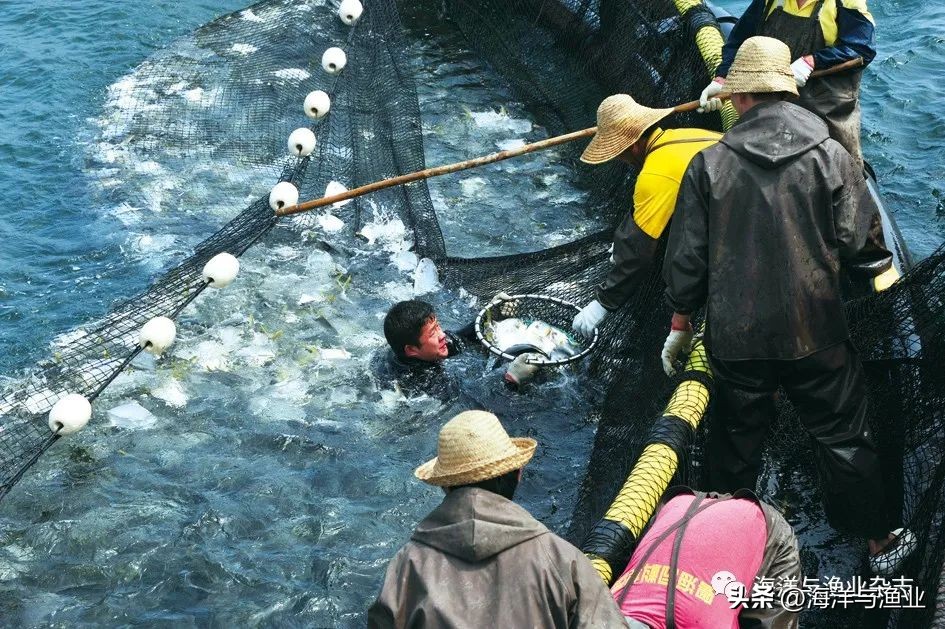 全潜式深海养殖网箱,深海网箱养殖的成本与利润