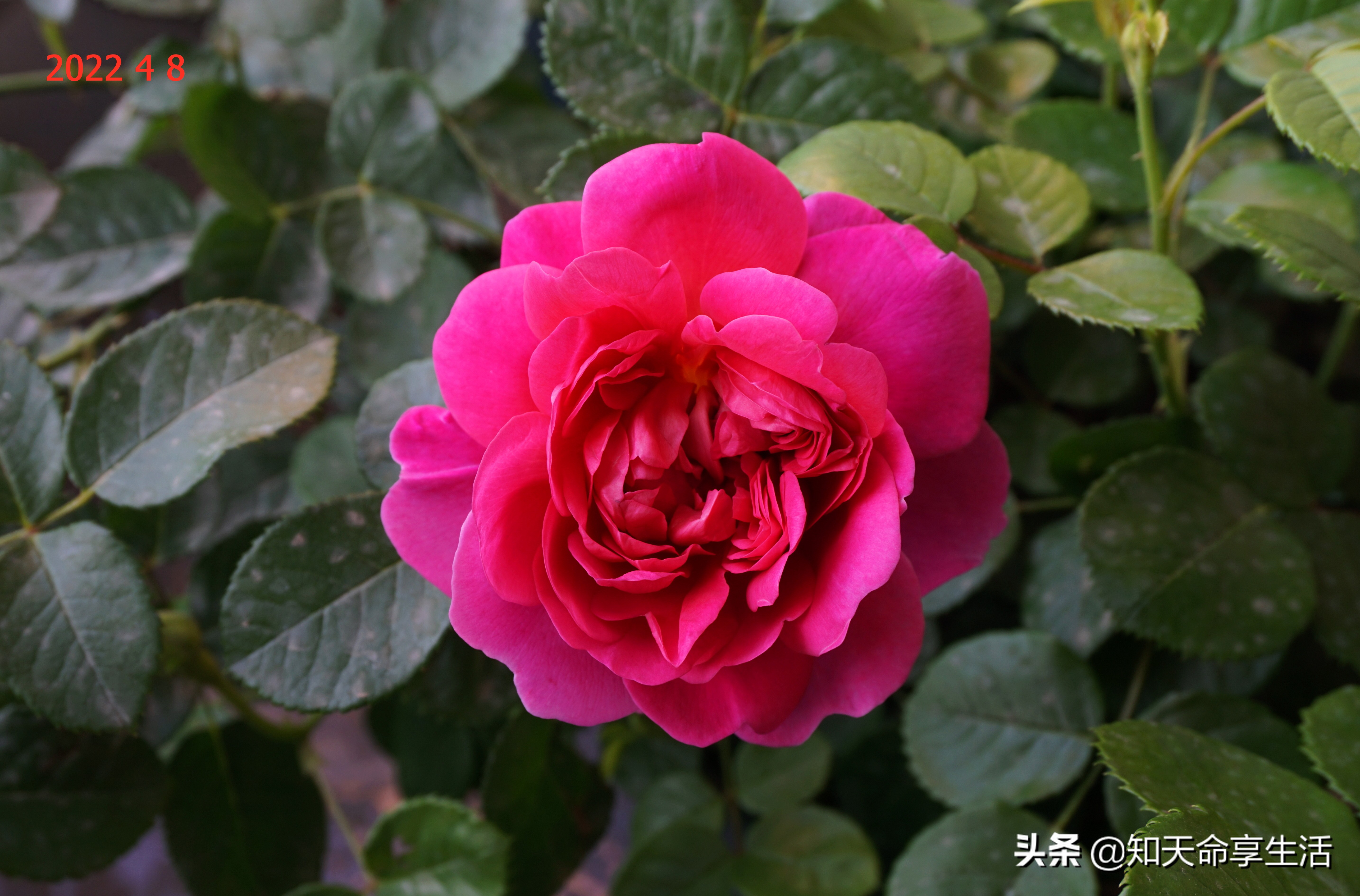 安妮公主月季大全,安妮公主英国玫瑰月季