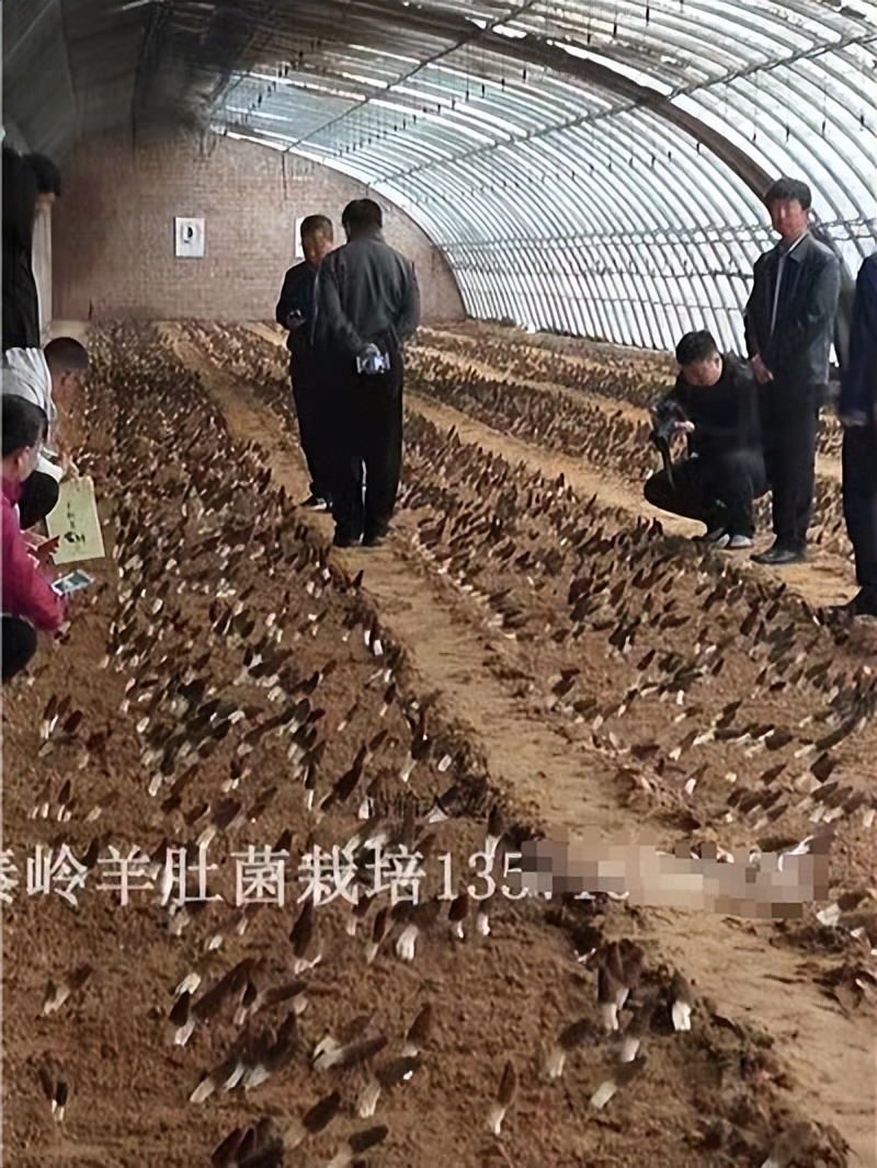 羊肚菌赚钱的多吗,陕西羊肚菌种植一亩成本和利润