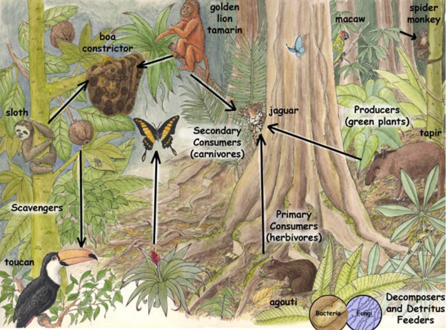 亚马逊河是世界最可怕的河吗,亚马逊河真的比长江长吗