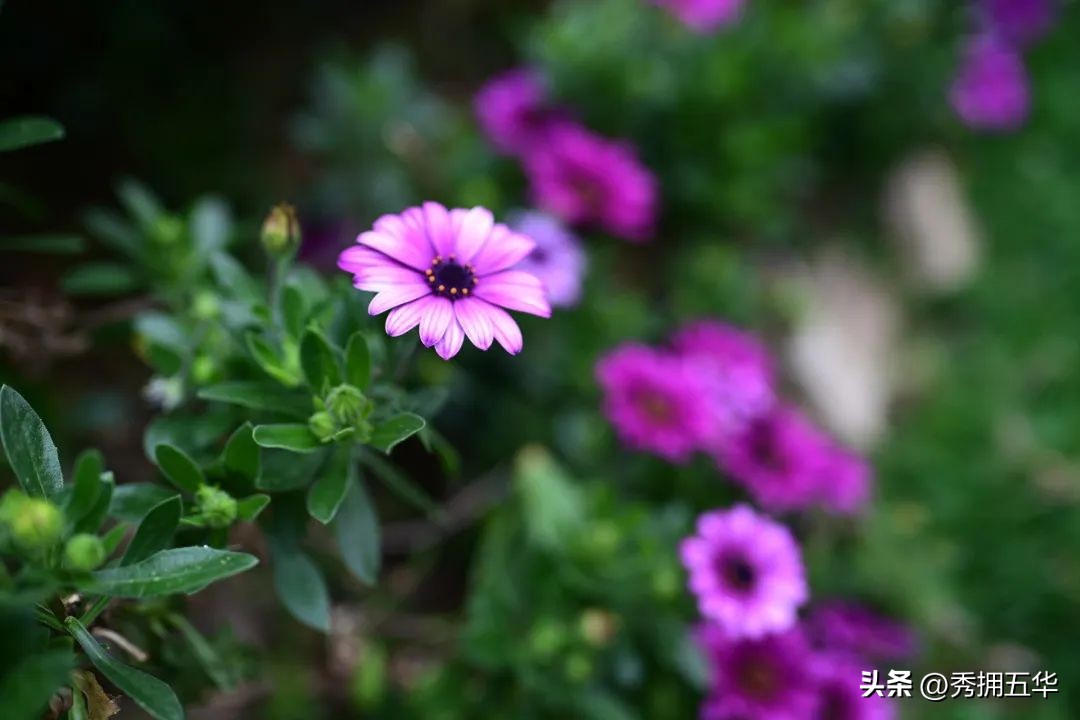 把春天装进校园里作文,把春天装进眼里