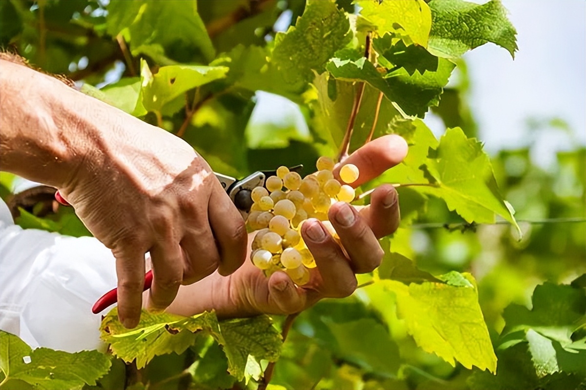 prosecco起泡酒普罗塞克,prosecco葡萄酒多少钱一瓶