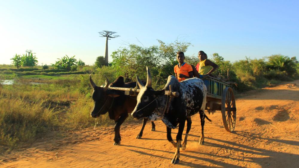 非洲哪几个国家“华人”最多？他们在那里做什么工作或者生意？