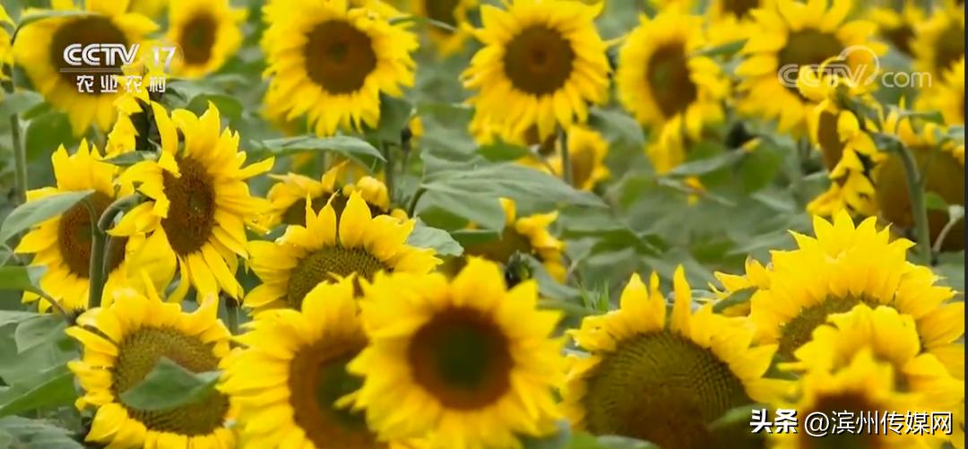 向日葵是一直向着太阳生长的吗,向日葵为什么会向着太阳生长