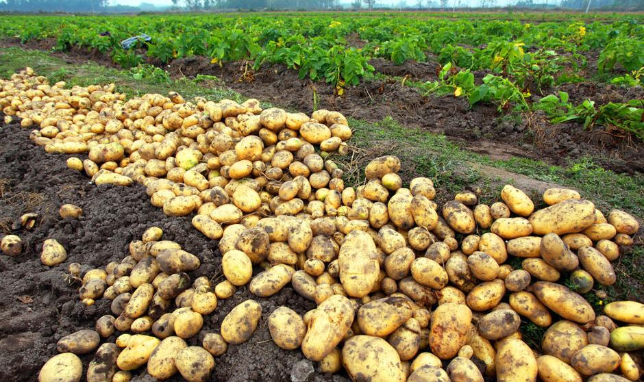 爱尔兰19世纪饥荒,18世纪爱尔兰为何饥荒