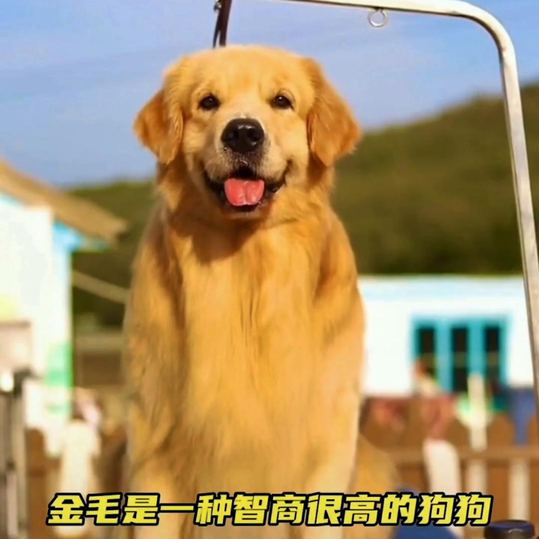 金毛幼崽怎么训练才听话的,如何训练金毛坐立姿势