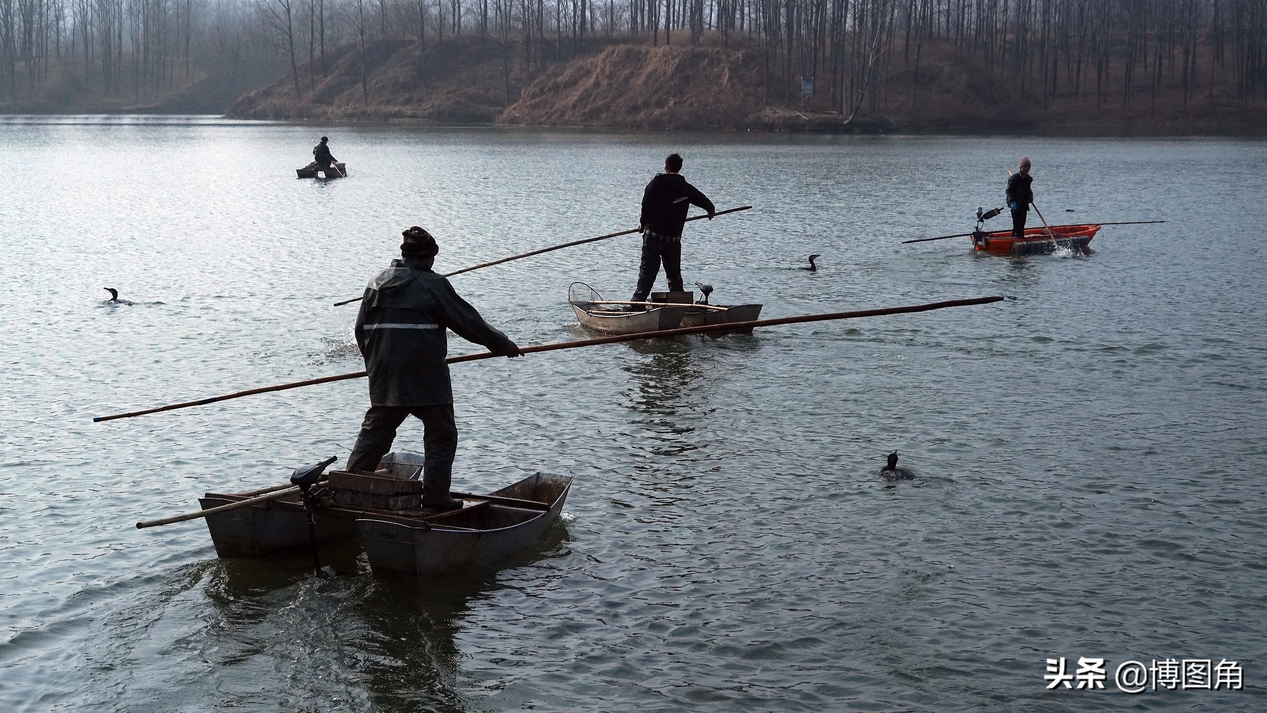 鸬鹚捕鱼渔民生活实拍精彩的瞬间,渔民与鸬鹚捕鱼图片