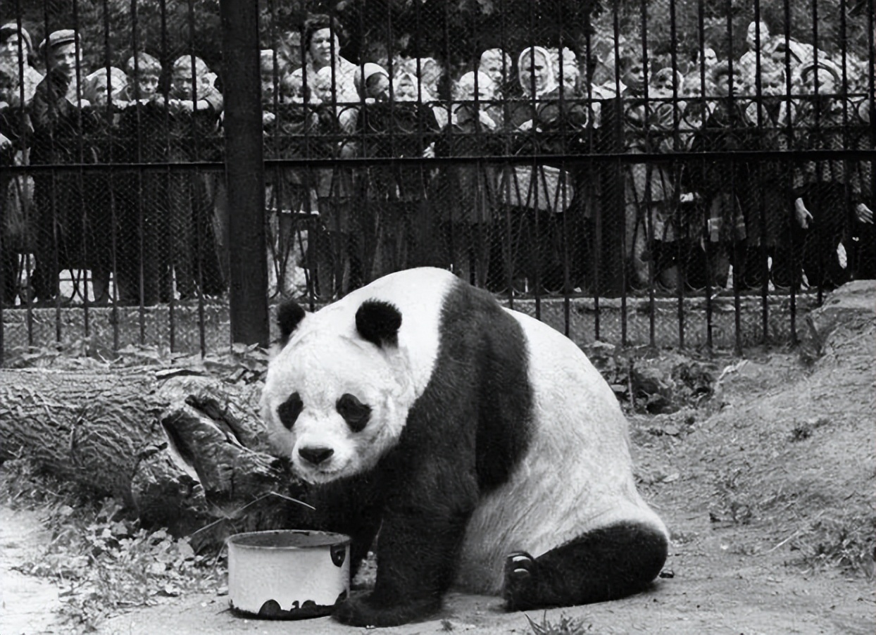 丫丫即将回国：国宝熊猫，在如何改变世界？