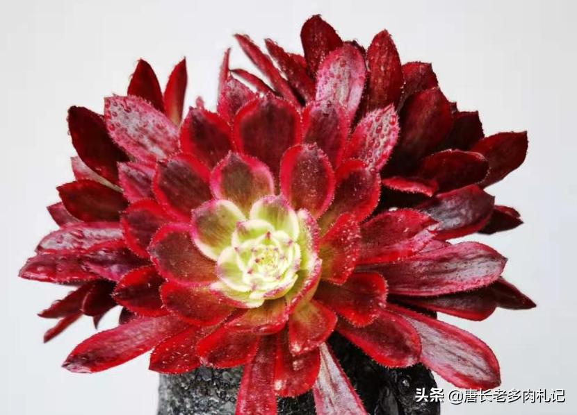 养多肉法师用啥土好,养法师多肉用什么盆好