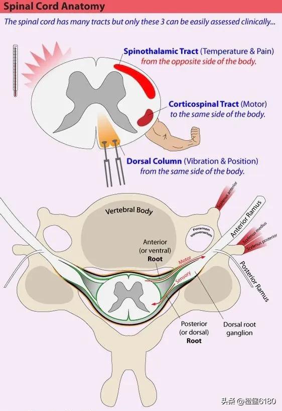 颈椎病导致的手臂酸软无力怎么办,神经根型颈椎病手臂酸胀麻怎么办