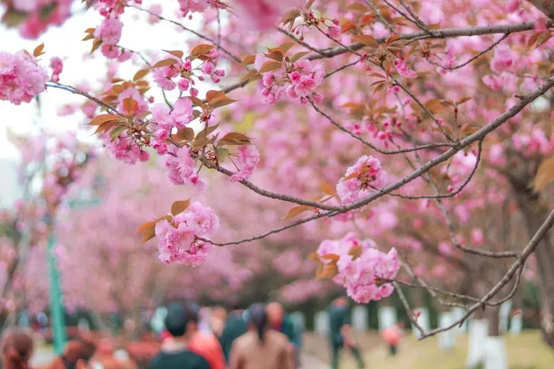 成都周边赏花烧烤一日游推荐免费,成都赏樱花露营
