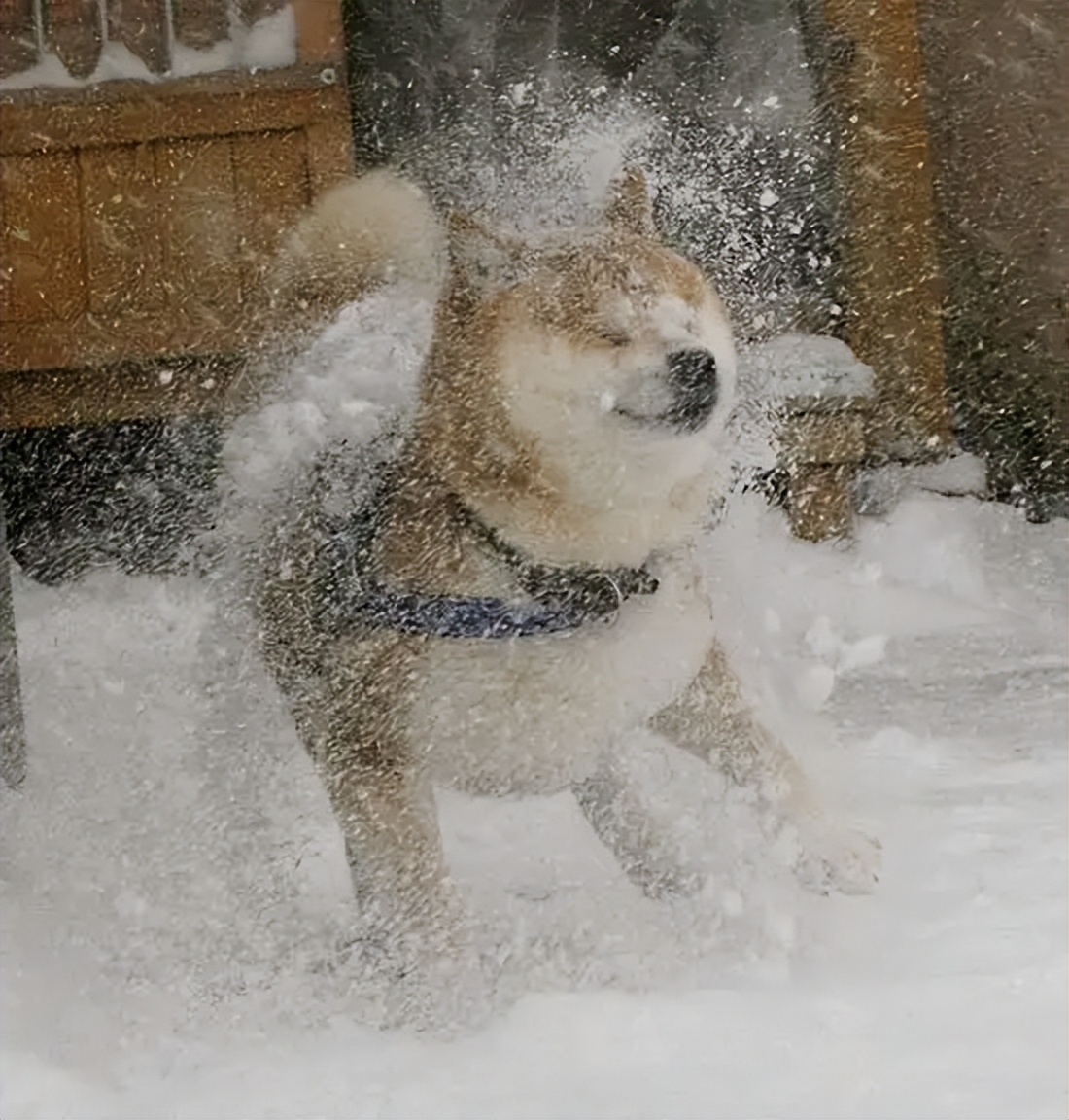 千万别养两只柴犬,千万不要养的狗子