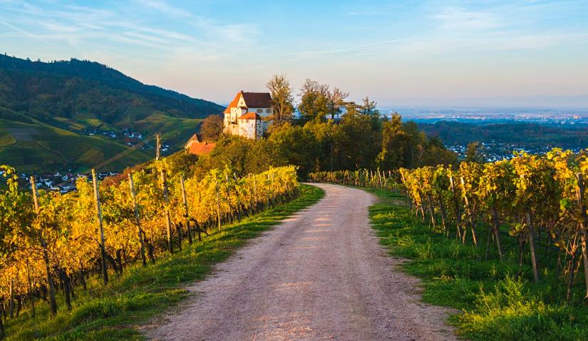 德国雷司令白葡萄酒,德国红酒雷司令