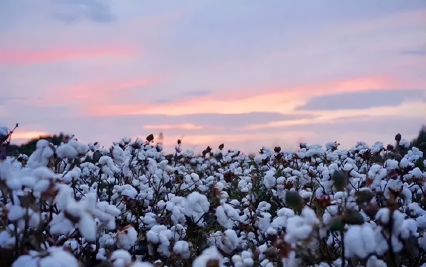 天猫直播道歉视频,天猫总裁致歉原话