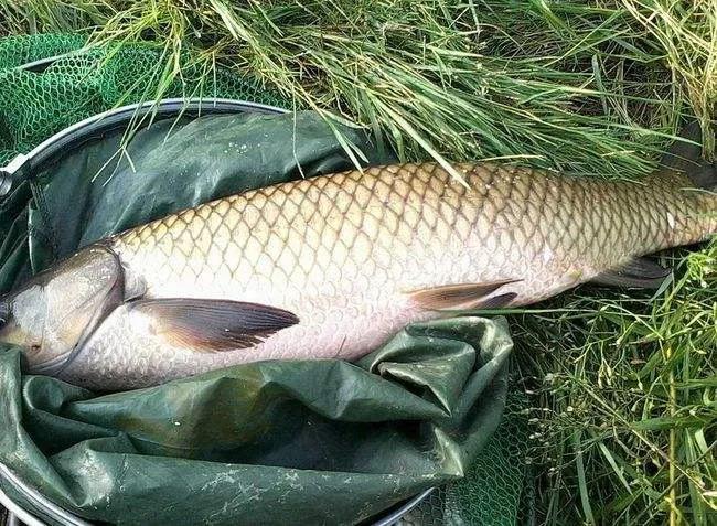 鱼类食材大全名称图片,鱼类菜谱大全100种