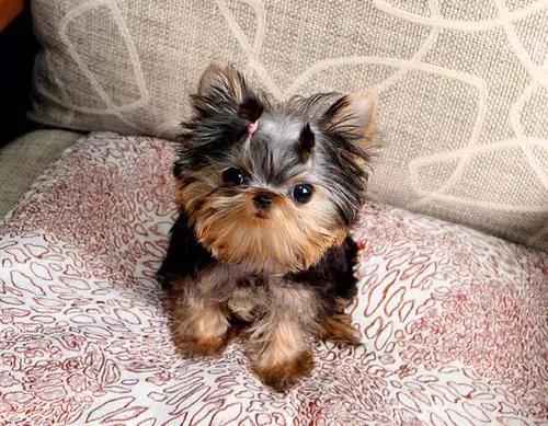 这些狗是狗界智商天花板,哪种宠物狗最通人性最好养的呢