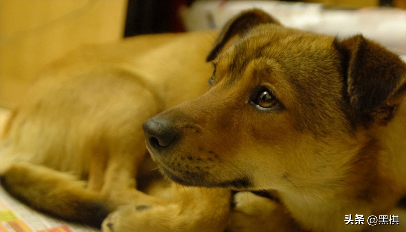 不同狗狗发情期的表现不一样，快来看看你家狗狗即将发情的样子。