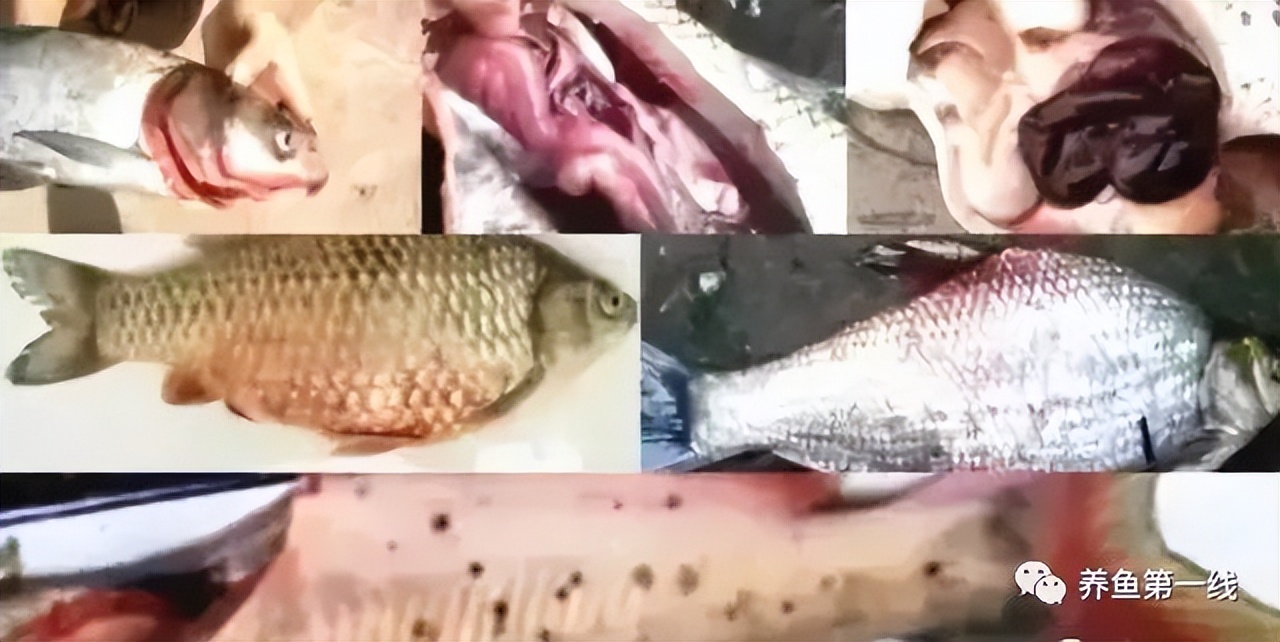 鱼出现败血症怎么治疗,鱼得了败血症怎么治