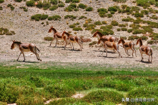 青海湟鱼那么多为什么要保护,救命的青海湖湟鱼