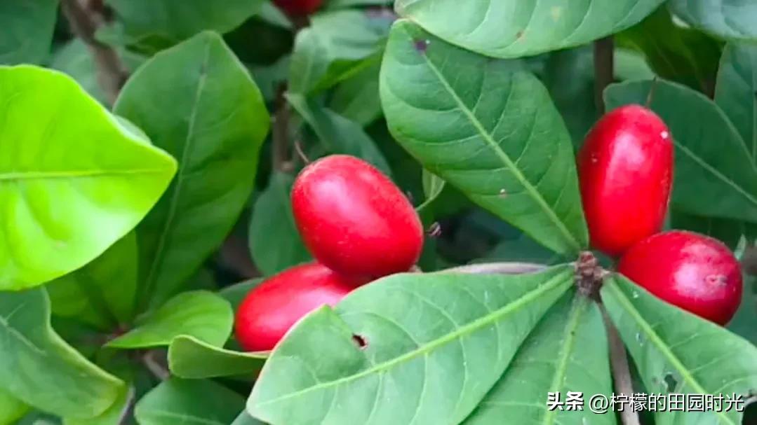 神秘果吃了有什么功效,吃了神秘果再吃柠檬真的会变甜吗