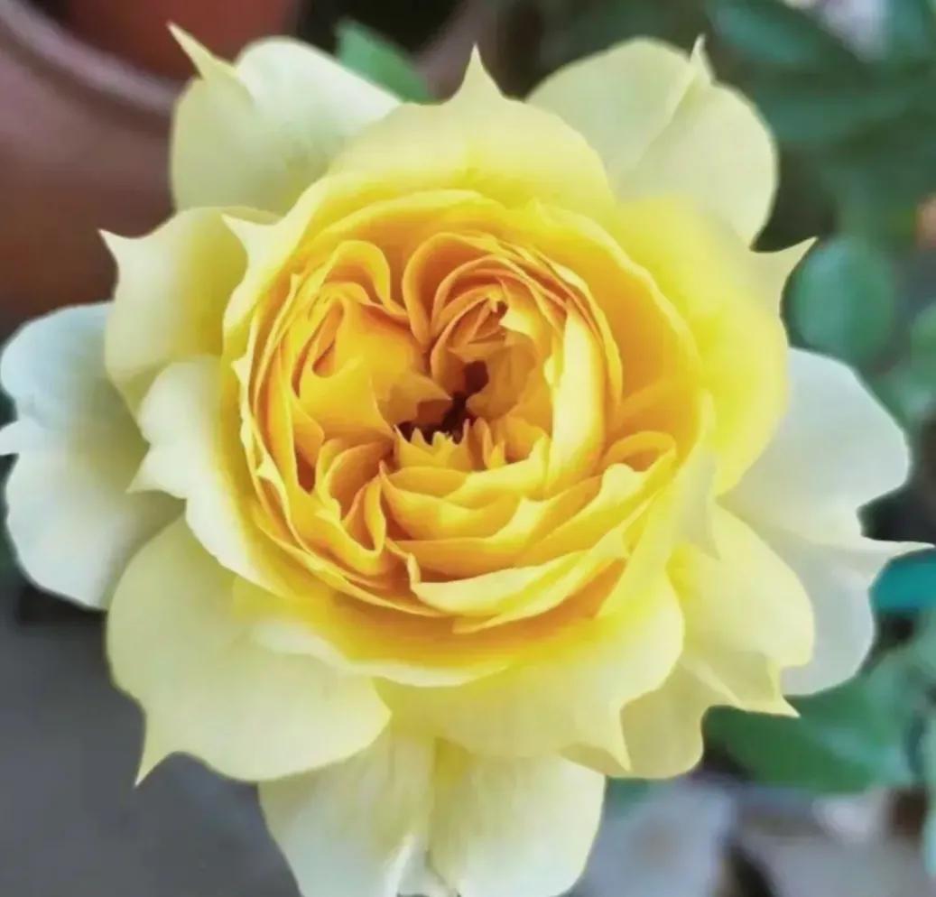 在头条创作4天的心路历程,头条创作注意事项