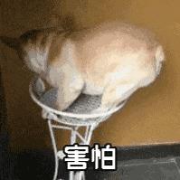 带巨型贵宾犬出门,巨型贵宾犬太调皮