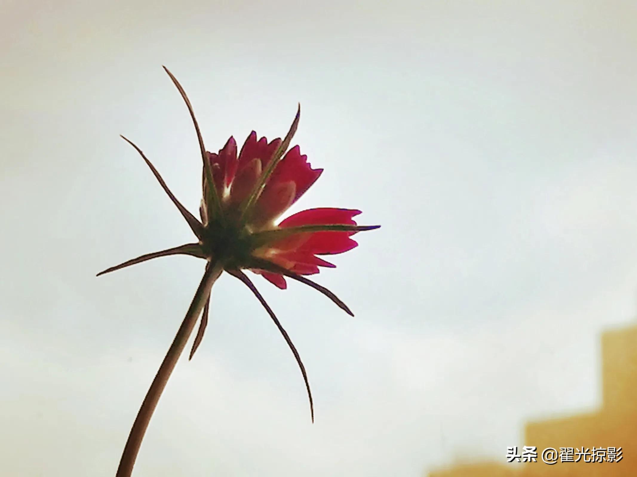 波斯菊坚强,波斯菊的秘密