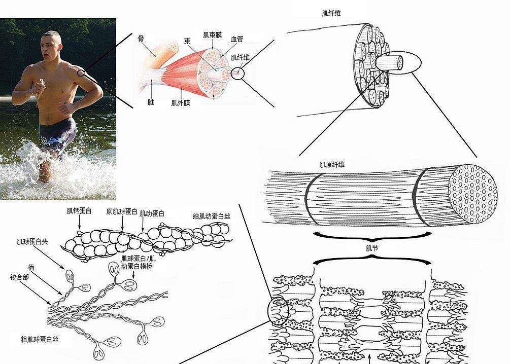心脏跳动的极限是2亿次,人的心脏一辈子跳动大约30亿次