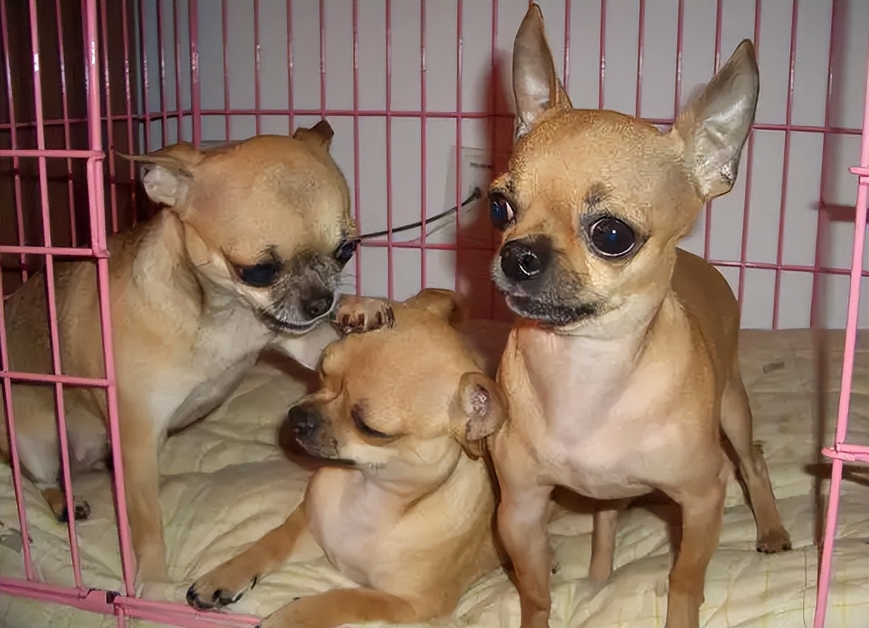 吉娃娃狗狗适合小朋友养吗,养狗狗吉娃娃犬的注意事项