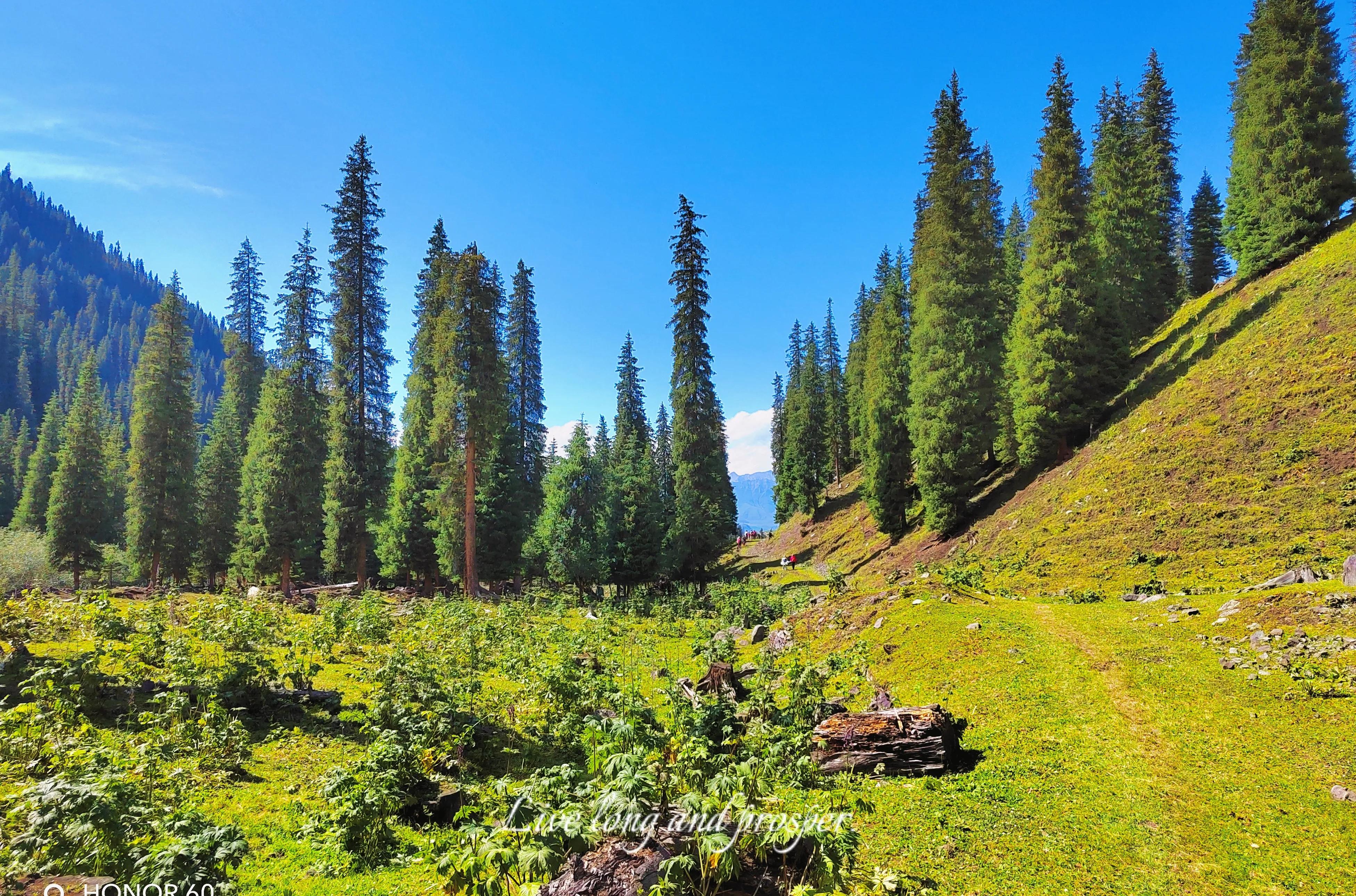 穿越森林探险视频,穿越森林探险之旅