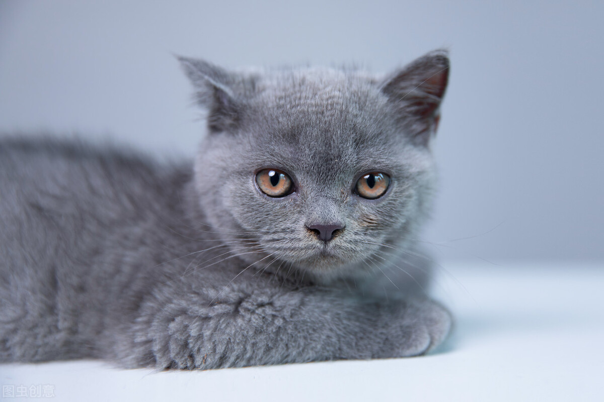 最适合新手养的十种猫,建议新手养的6种猫