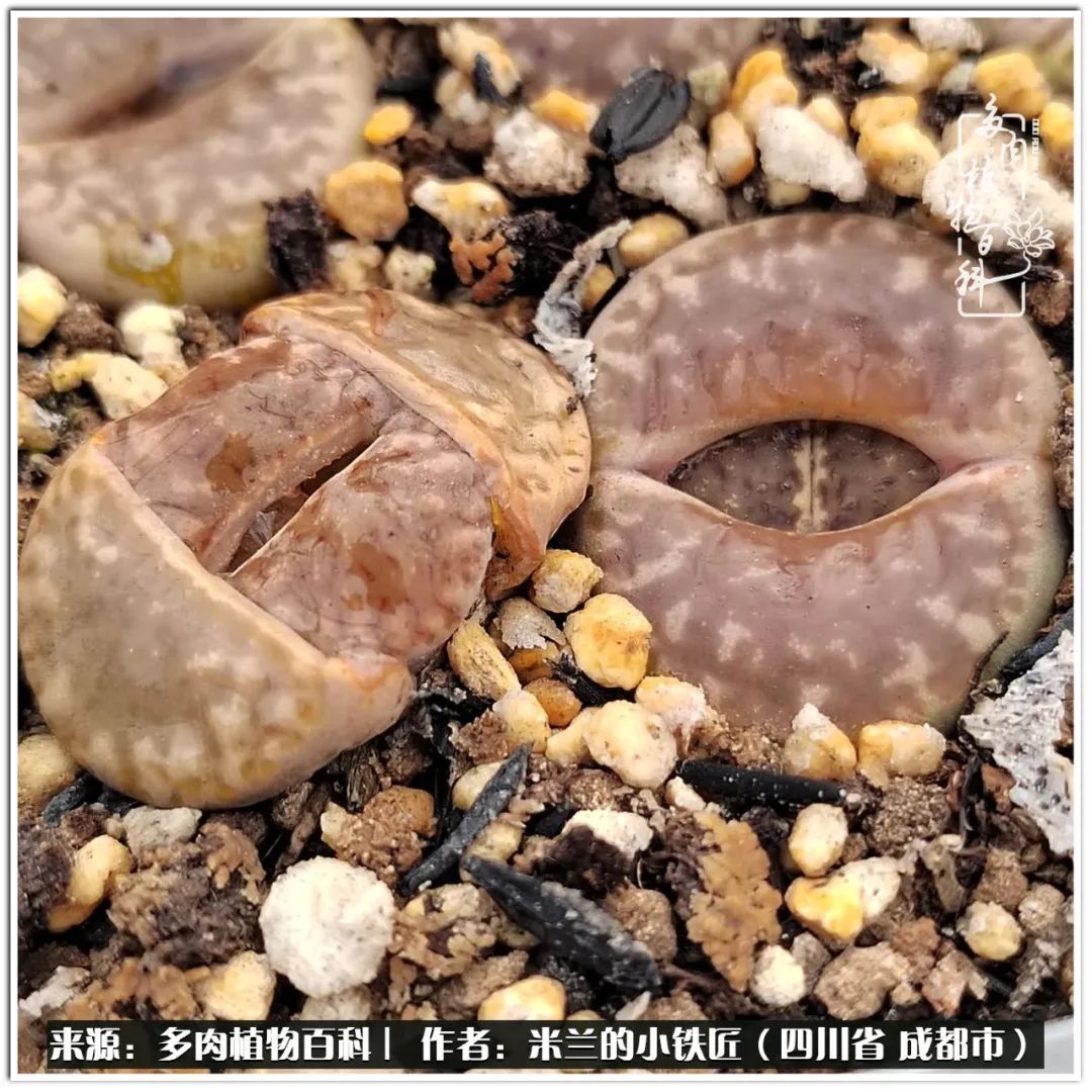 生石花好养吗怎么养护的,生石花的养殖方法和注意事项