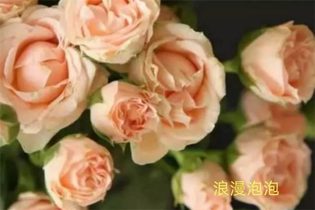 花店卖的切花月季品种,切花月季冬季修剪方法