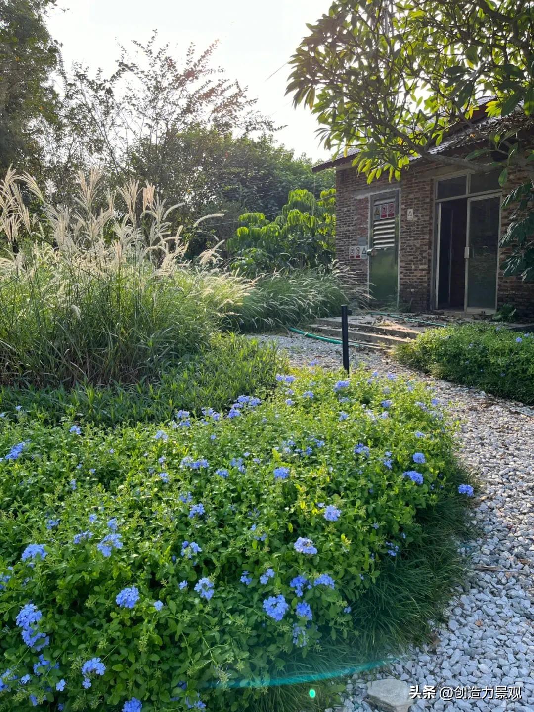 夏季好养的花卉有哪些,夏季的常见花卉有哪些