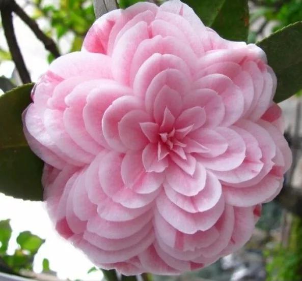 波浪山茶花,海岛山茶花