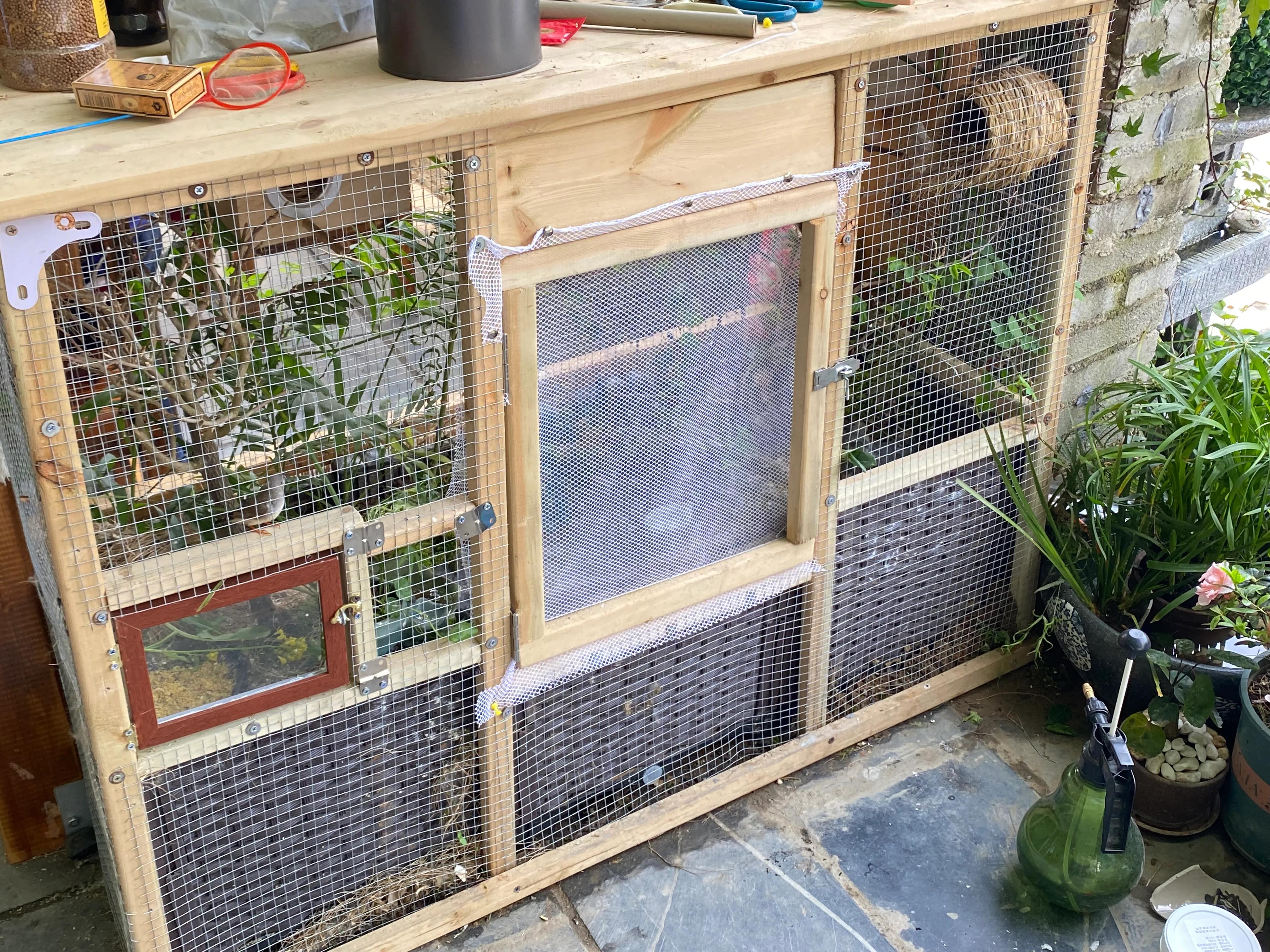 珍珠鸟原生态喂养方式，平时都不用打理，两个月生宝宝！懒人养鸟