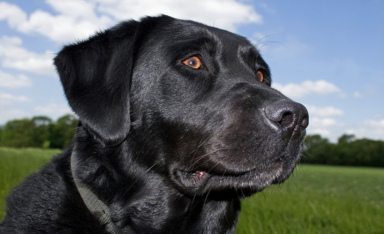 黑色拉布拉多和金毛哪个好养,农村养黑色拉布拉多