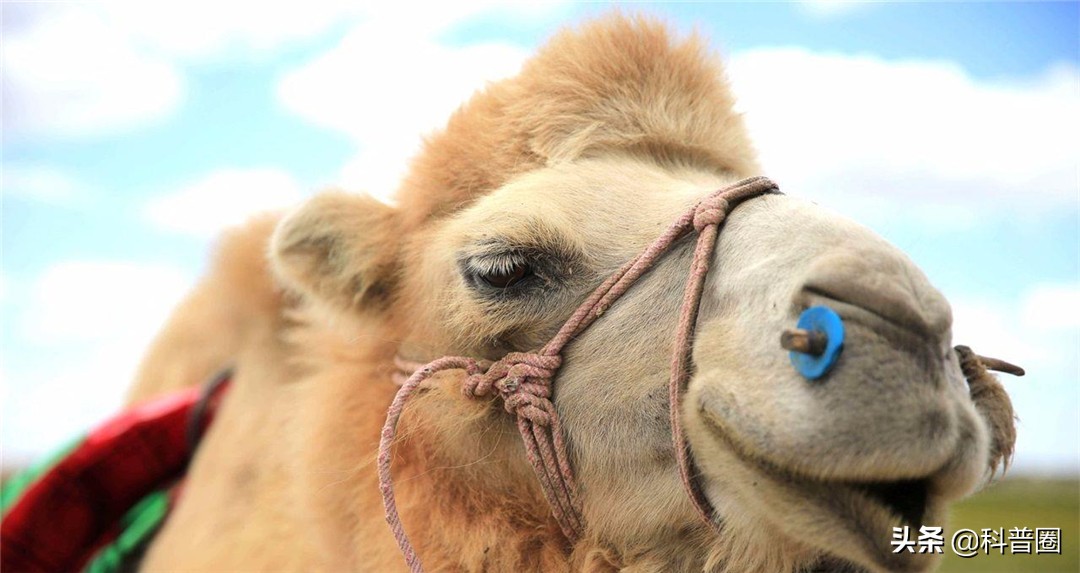 为什么渴死在沙漠里的骆驼不要碰,在沙漠里遇到死骆驼为什么不能碰