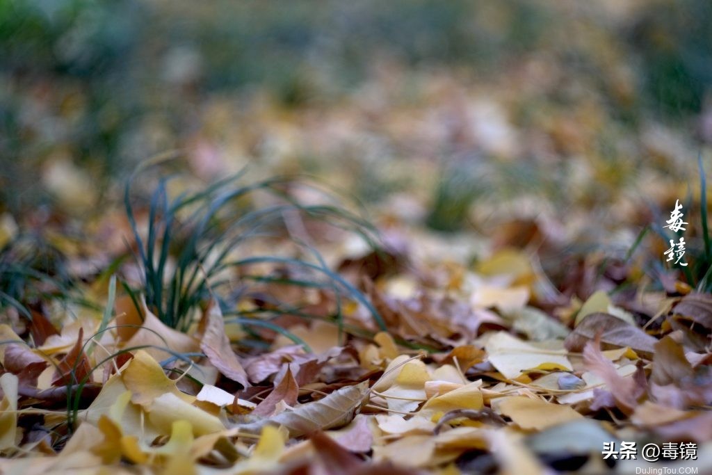 初代八羽怪：8片光圈版银色START卡口Helios44镜头资料和样片