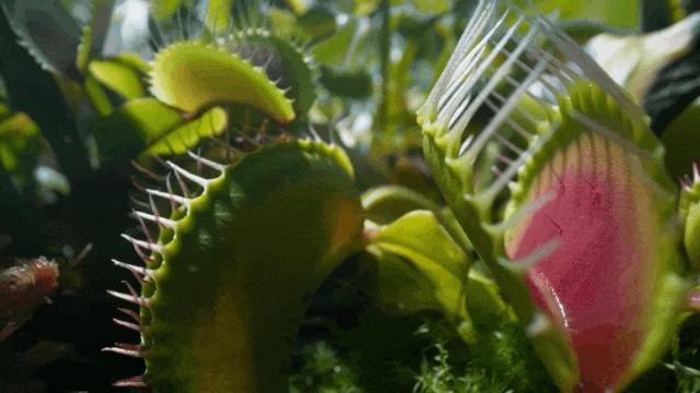 提高认知增长知识的高分纪录片,孩子必看的5部纪录片