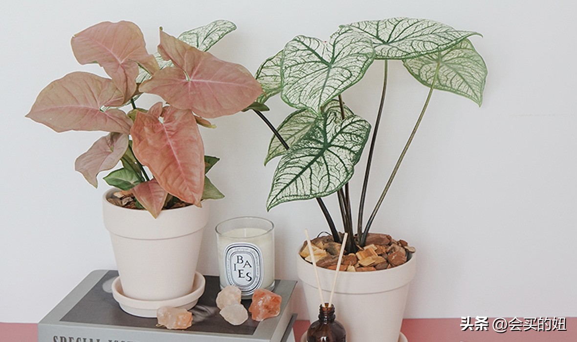 好看又便宜的绿植店铺,什么小绿植好养又适合店铺
