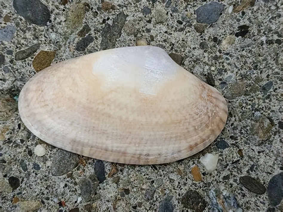 巴贝工厂化养蚕新技术视频,织锦巴非蛤和波纹巴非蛤