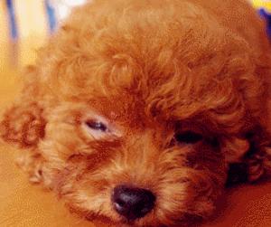 我的狗狗死了怎么度过这段时间,我的小狗生病了却丢了我该怎么办