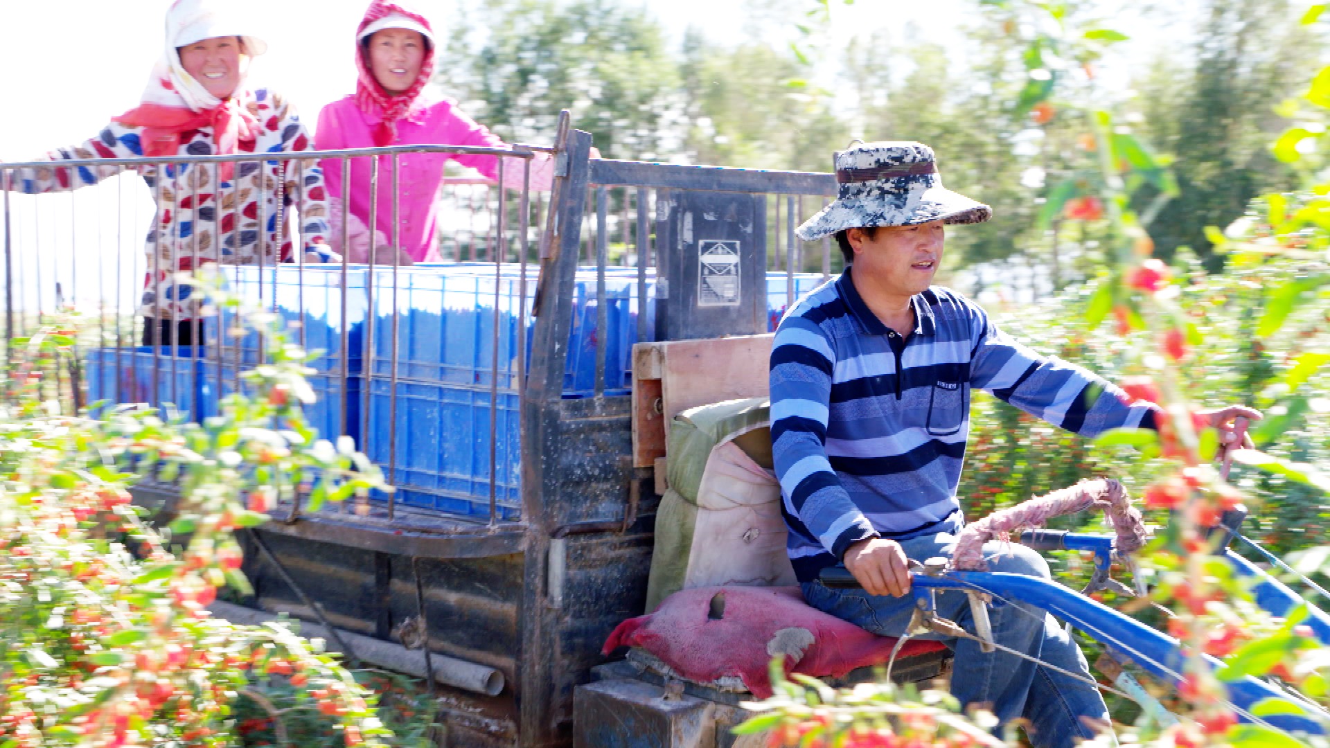 青藏高原诺木洪枸杞,青海诺木洪枸杞什么时候采摘结束