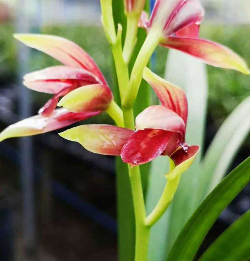 养兰怎么解决湿度问题,养兰诀窍