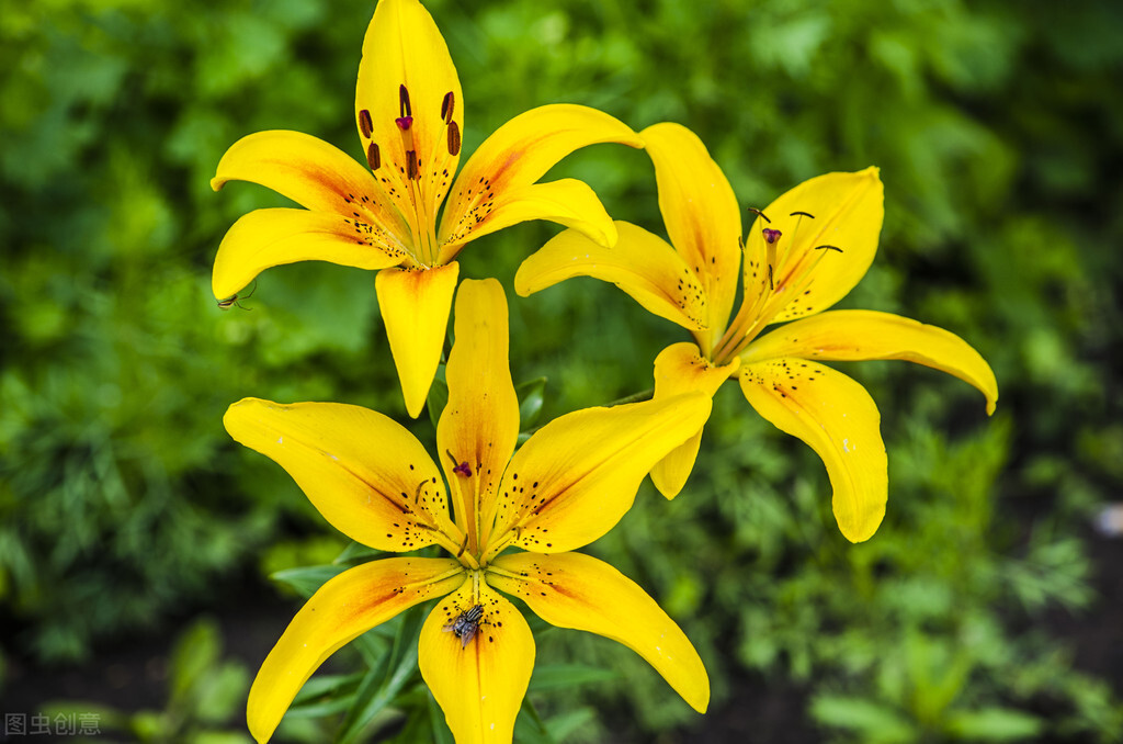 52岁单身女人的生活,52岁独居女人的生活