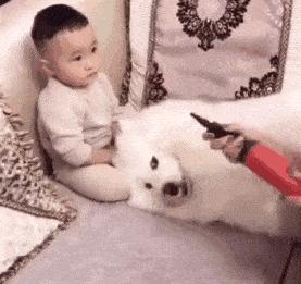 萨摩耶的优点和缺点黑色,萨摩耶的十大优点