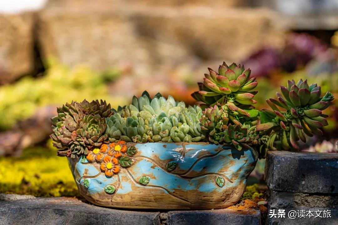 走进多肉世界,丽江古城多肉