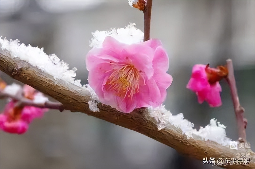 无端却被梅花恼特地吹香破梦魂,无端却被梅花恼